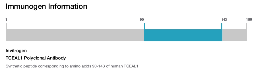 TCEAL1 Polyclonal Antibody
