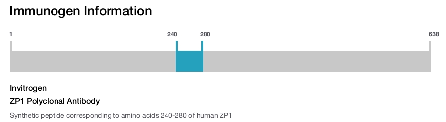 ZP1 Polyclonal Antibody