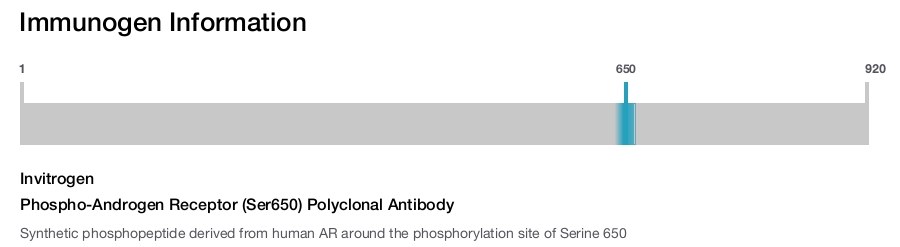 Phospho-Androgen Receptor (Ser650) Polyclonal Antibody