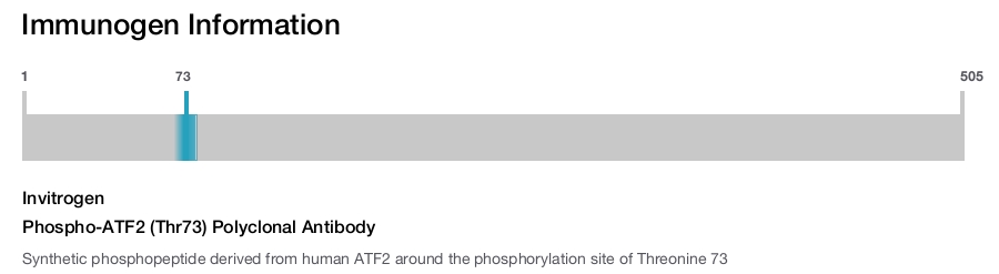 Phospho-ATF2 (Thr73) Polyclonal Antibody