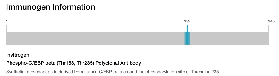 Phospho-C/EBP beta (Thr188, Thr235) Polyclonal Antibody