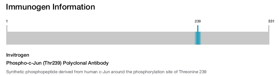 Phospho-c-Jun (Thr239) Polyclonal Antibody