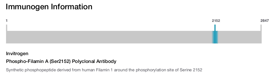 Phospho-Filamin A (Ser2152) Polyclonal Antibody