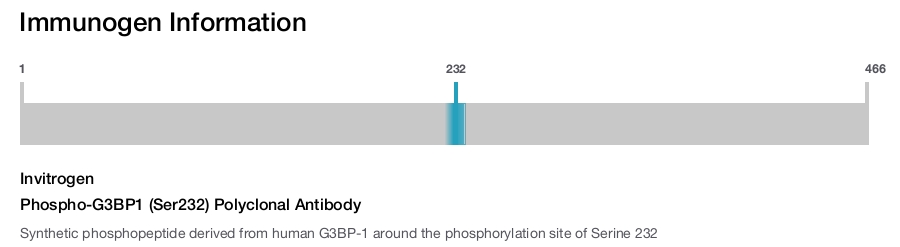 Phospho-G3BP1 (Ser232) Polyclonal Antibody