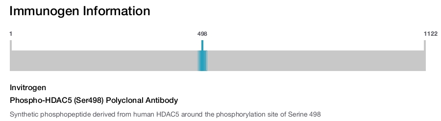 Phospho-HDAC5 (Ser498) Polyclonal Antibody