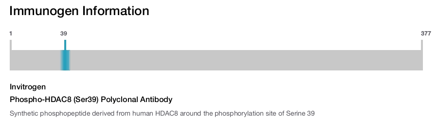 Phospho-HDAC8 (Ser39) Polyclonal Antibody
