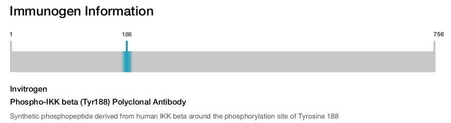 Phospho-IKK beta (Tyr188) Polyclonal Antibody
