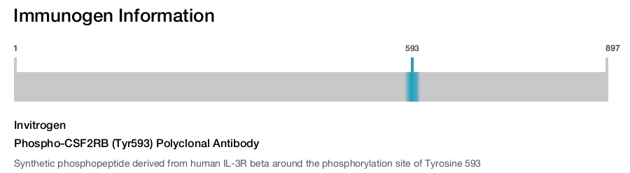 Phospho-CSF2RB (Tyr593) Polyclonal Antibody