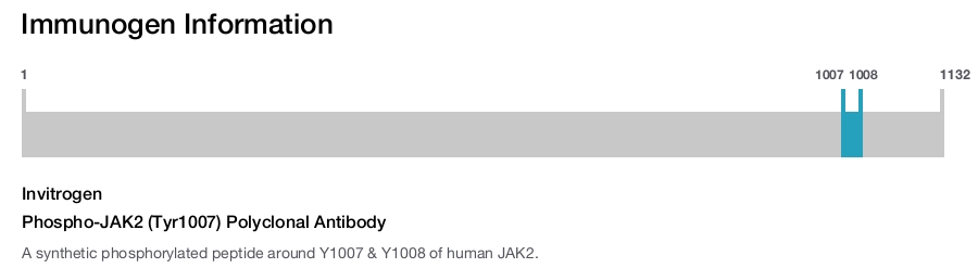 Phospho-JAK2 (Tyr1007) Polyclonal Antibody