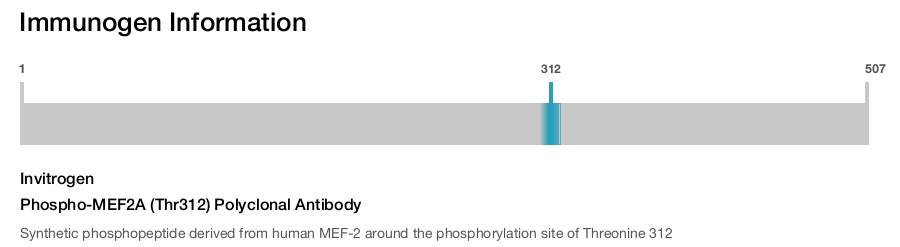 Phospho-MEF2A (Thr312) Polyclonal Antibody