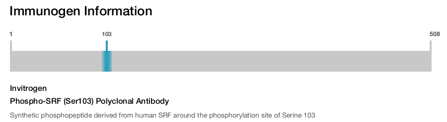 Phospho-SRF (Ser103) Polyclonal Antibody