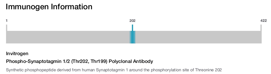Phospho-Synaptotagmin 1/2 (Thr202, Thr199) Polyclonal Antibody