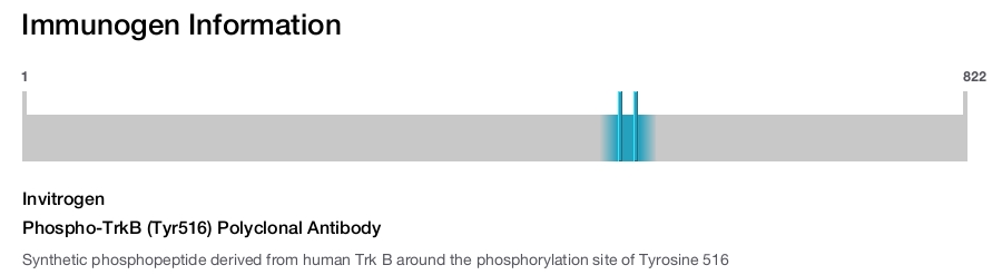 Phospho-TrkB (Tyr516) Polyclonal Antibody