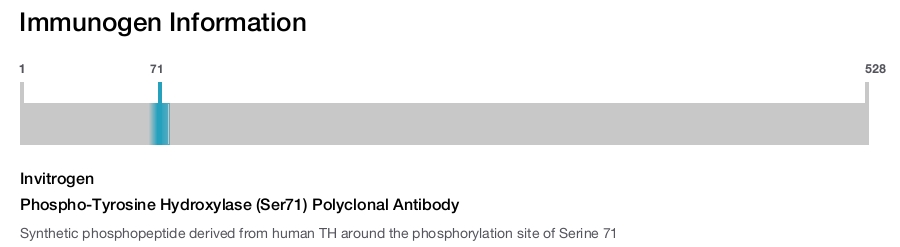 Phospho-Tyrosine Hydroxylase (Ser71) Polyclonal Antibody