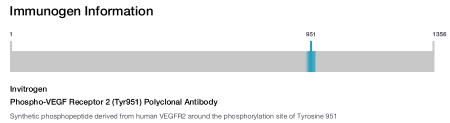 Phospho-VEGF Receptor 2 (Tyr951) Polyclonal Antibody