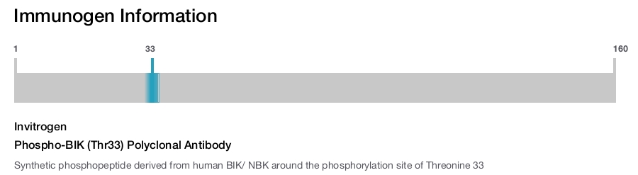 Phospho-BIK (Thr33) Polyclonal Antibody