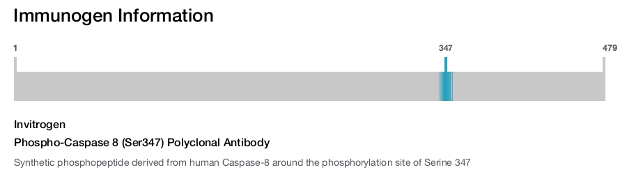 Phospho-Caspase 8 (Ser347) Polyclonal Antibody