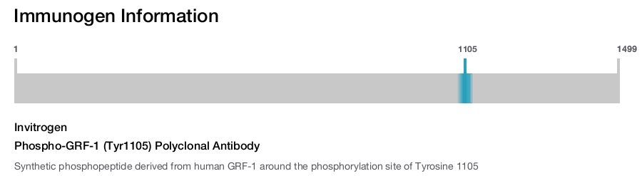 Phospho-GRF-1 (Tyr1105) Polyclonal Antibody