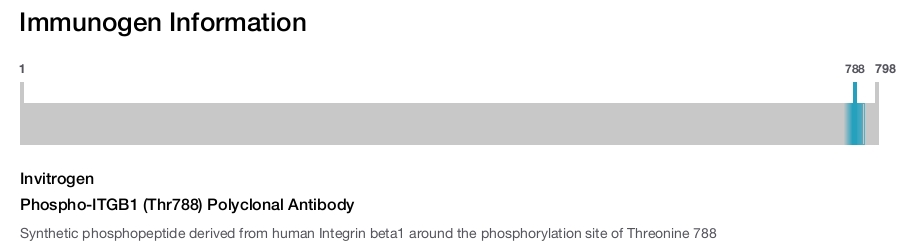 Phospho-ITGB1 (Thr788) Polyclonal Antibody