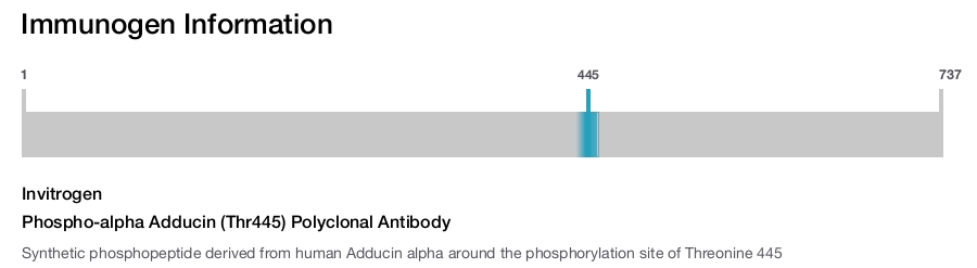 Phospho-alpha Adducin (Thr445) Polyclonal Antibody