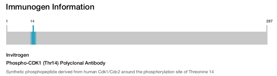 Phospho-CDK1 (Thr14) Polyclonal Antibody
