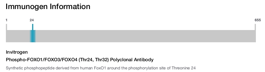Phospho-FOXO1/FOXO3/FOXO4 (Thr24, Thr32) Polyclonal Antibody