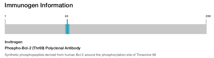 Phospho-Bcl-2 (Thr69) Polyclonal Antibody