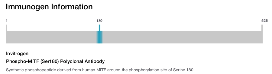 Phospho-MiTF (Ser180) Polyclonal Antibody