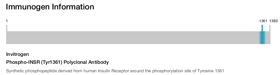 Phospho-INSR (Tyr1361) Polyclonal Antibody