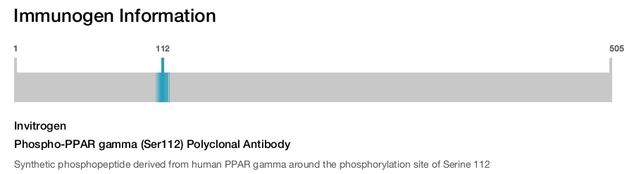 Phospho-PPAR gamma (Ser112) Polyclonal Antibody
