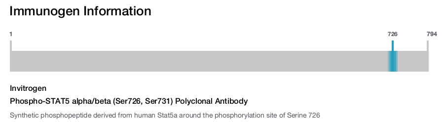 Phospho-STAT5 alpha/beta (Ser726, Ser731) Polyclonal Antibody