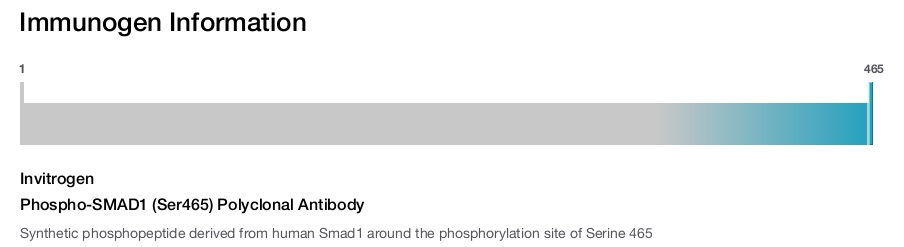 Phospho-SMAD1 (Ser465) Polyclonal Antibody