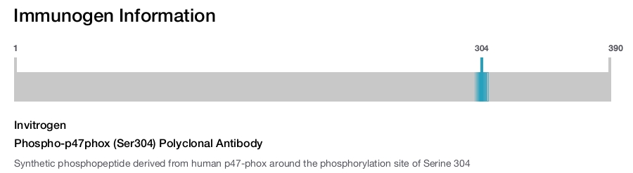 Phospho-p47phox (Ser304) Polyclonal Antibody