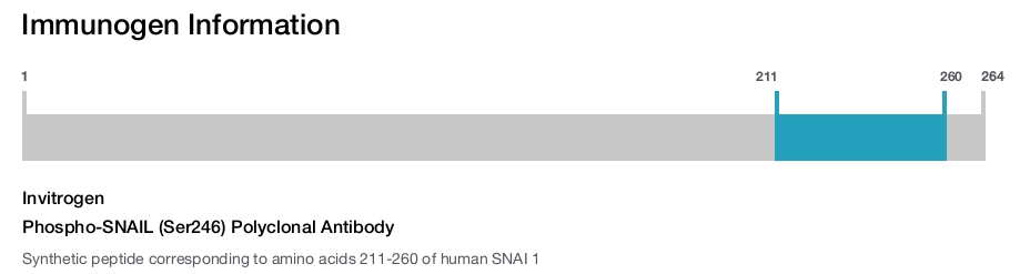Phospho-SNAIL (Ser246) Polyclonal Antibody