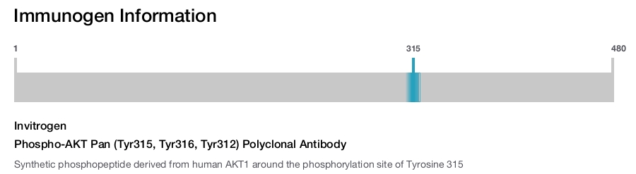 Phospho-AKT Pan (Tyr315, Tyr316, Tyr312) Polyclonal Antibody