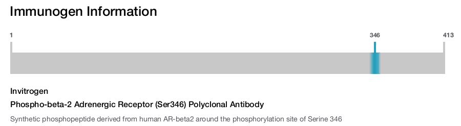 Phospho-beta-2 Adrenergic Receptor (Ser346) Polyclonal Antibody