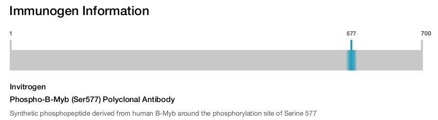 Phospho-B-Myb (Ser577) Polyclonal Antibody