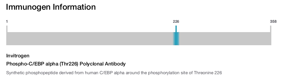 Phospho-C/EBP alpha (Thr226) Polyclonal Antibody