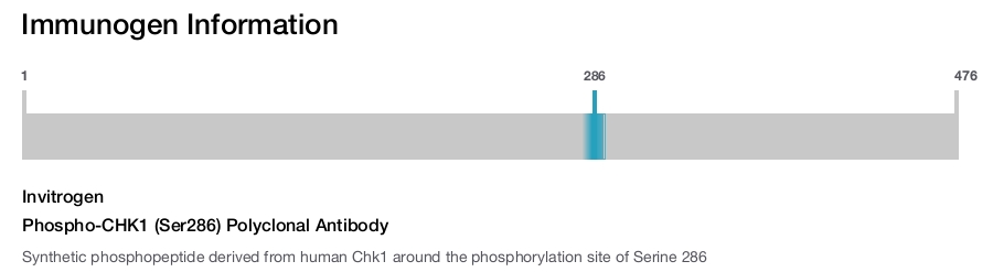 Phospho-CHK1 (Ser286) Polyclonal Antibody