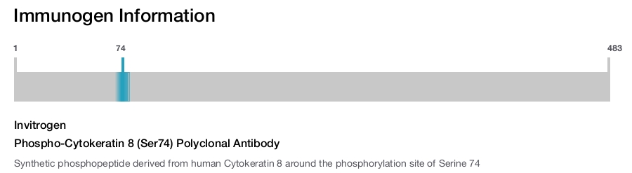 Phospho-Cytokeratin 8 (Ser74) Polyclonal Antibody