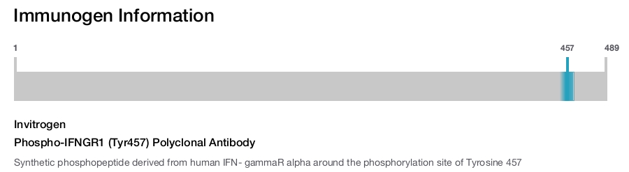 Phospho-IFNGR1 (Tyr457) Polyclonal Antibody