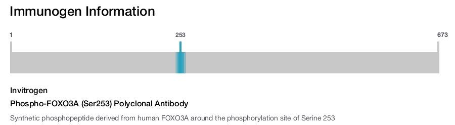 Phospho-FOXO3A (Ser253) Polyclonal Antibody