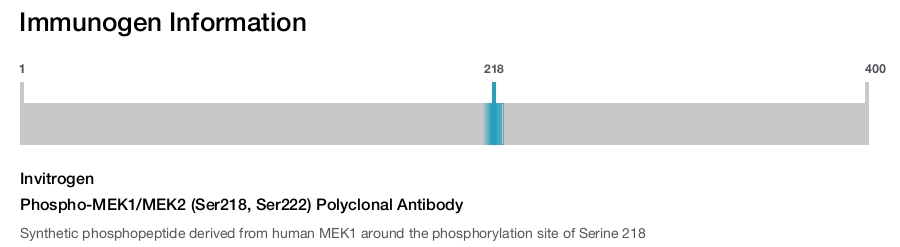 Phospho-MEK1/MEK2 (Ser218, Ser222) Polyclonal Antibody