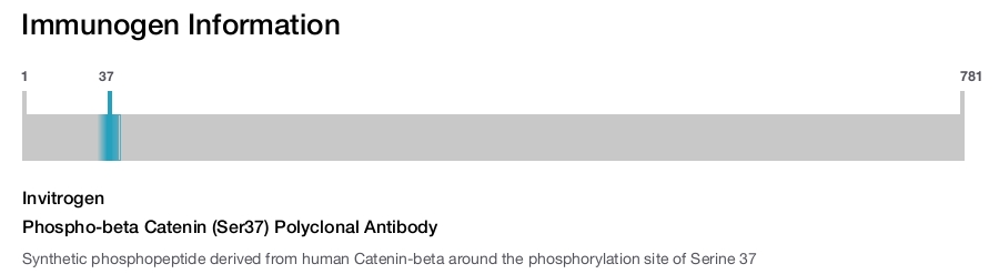 Phospho-beta Catenin (Ser37) Polyclonal Antibody