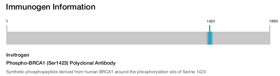 Phospho-BRCA1 (Ser1423) Polyclonal Antibody