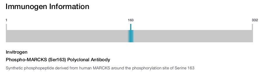 Phospho-MARCKS (Ser163) Polyclonal Antibody