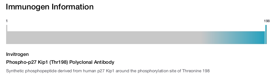 Phospho-p27 Kip1 (Thr198) Polyclonal Antibody