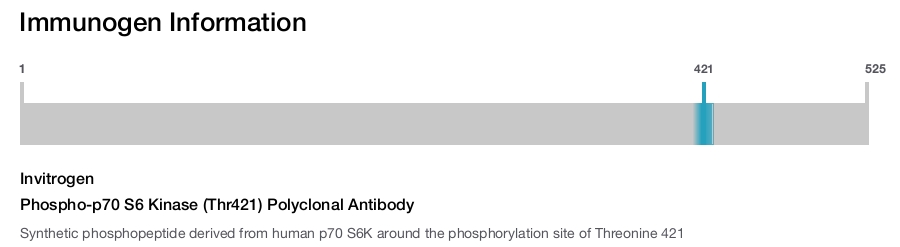 Phospho-p70 S6 Kinase (Thr421) Polyclonal Antibody