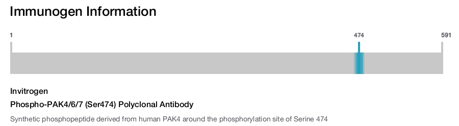 Phospho-PAK4/6/7 (Ser474) Polyclonal Antibody