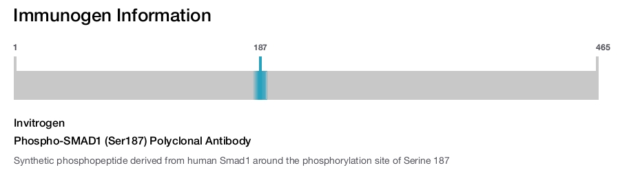 Phospho-SMAD1 (Ser187) Polyclonal Antibody